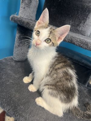 Bowie Tabby Cat