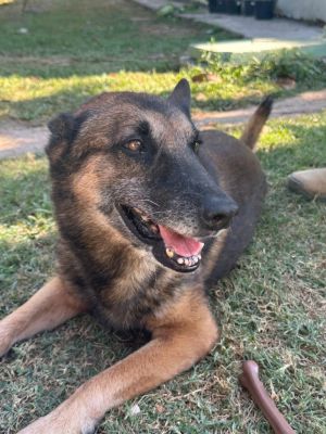Ike, Senior Male Shepherd