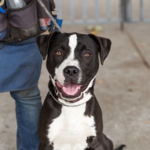 Ukelele, Young Male Pit Bull Terrier