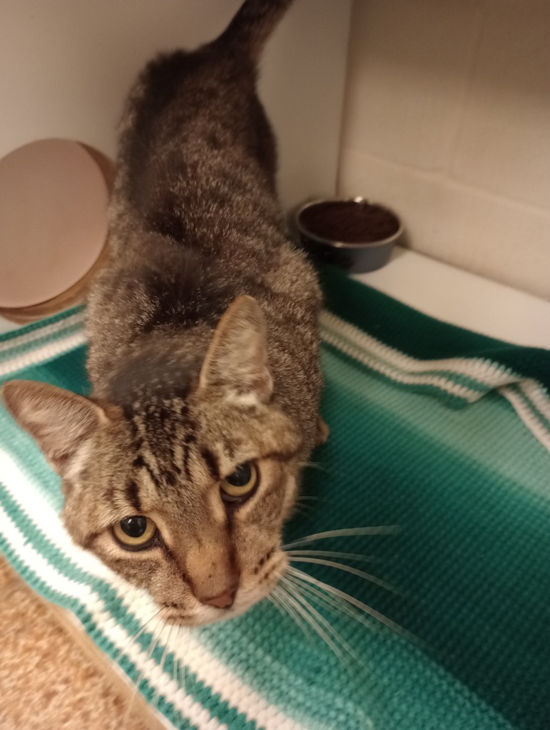 Ironside, an adoptable Domestic Short Hair in Brownwood, TX, 76801 | Photo Image 1
