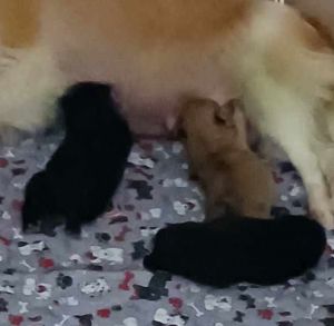 Harper, Baby Female Pomeranian