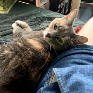 Abbey, Senior Female Domestic Short Hair