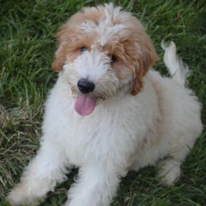 Luke, Baby Male Saint Bernard