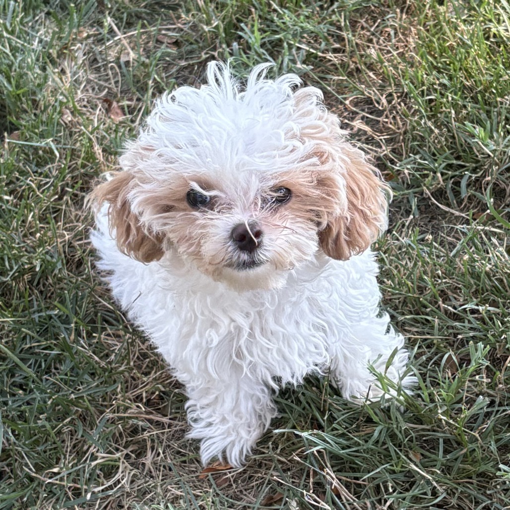 Mochi
