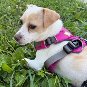 Vicente, Adult Male Chihuahua