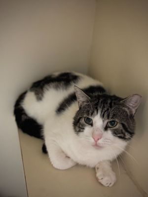 109-Chopsey Lid, Young Male Domestic Short Hair