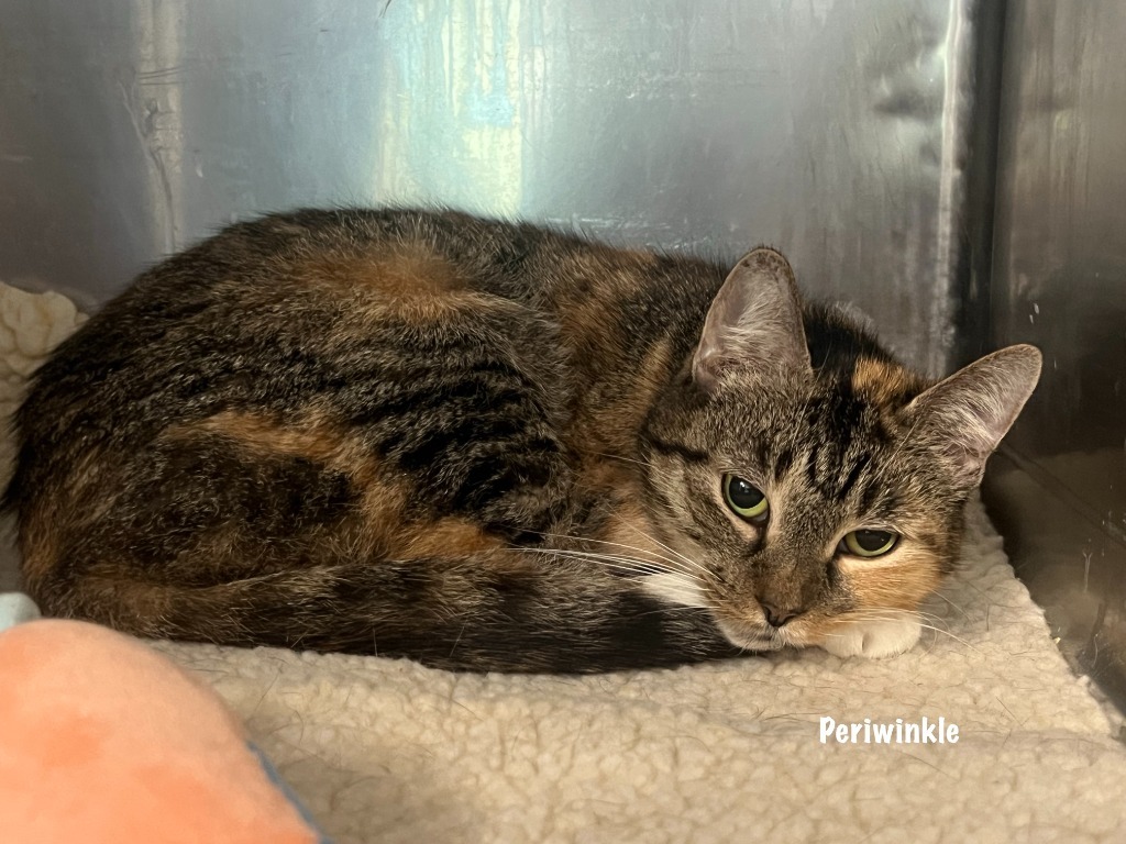 Periwinkle Tabby