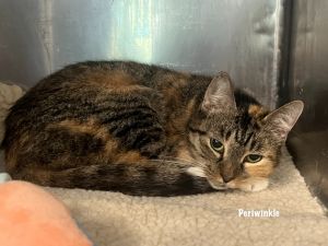 Periwinkle Tabby, Adult Female Domestic Short Hair