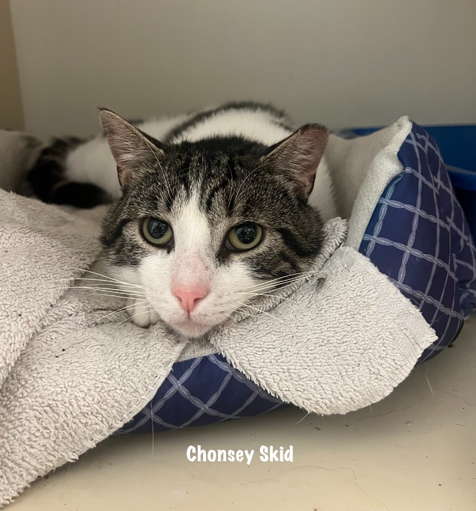 109-Chopsey Skid