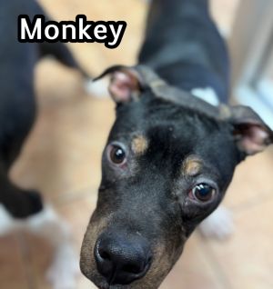 Monkey, Adult Male Boston Terrier