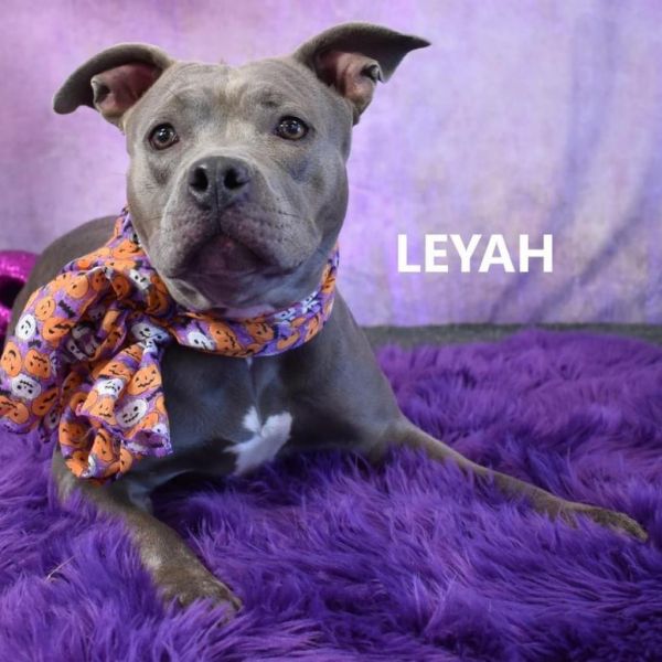 Leyah