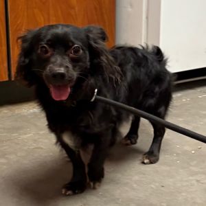 Spunky, Adult Male Chihuahua