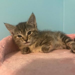 Panini, Baby Female Domestic Short Hair