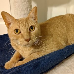 Wulfric, Senior Male Domestic Short Hair
