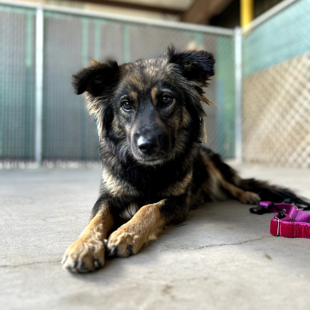 Edith - Sweet Heart & Is Dog Friendly!