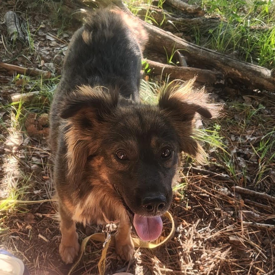 Edith - Sweet Heart & Is Dog Friendly!