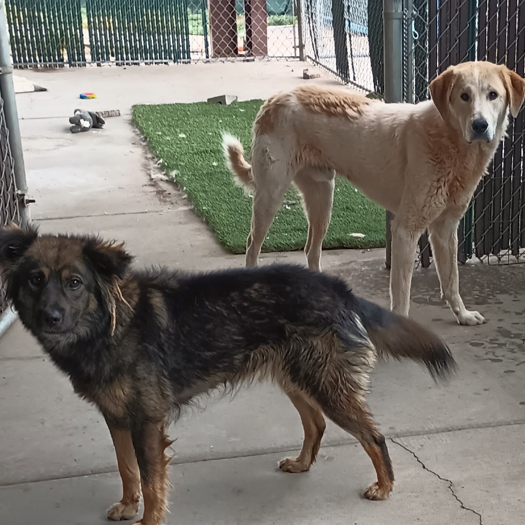 Edith - Sweet Heart & Is Dog Friendly!