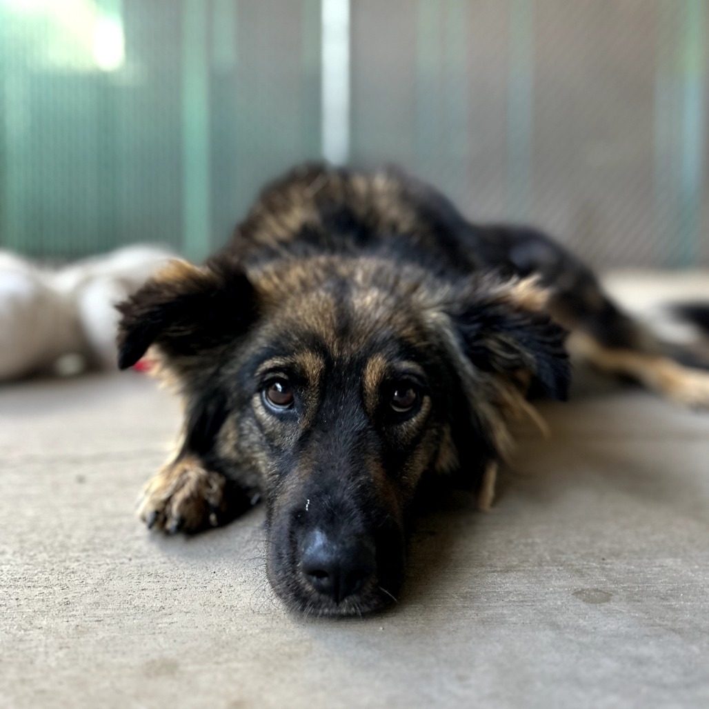 Edith - Sweet Heart & Is Dog Friendly!