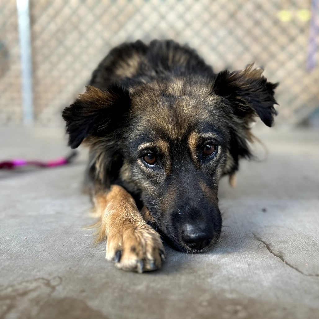 Edith - Sweet Heart & Is Dog Friendly!