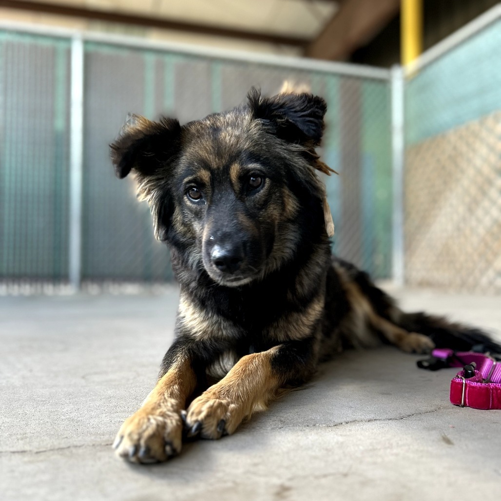 Edith - Sweet Heart & Is Dog Friendly!