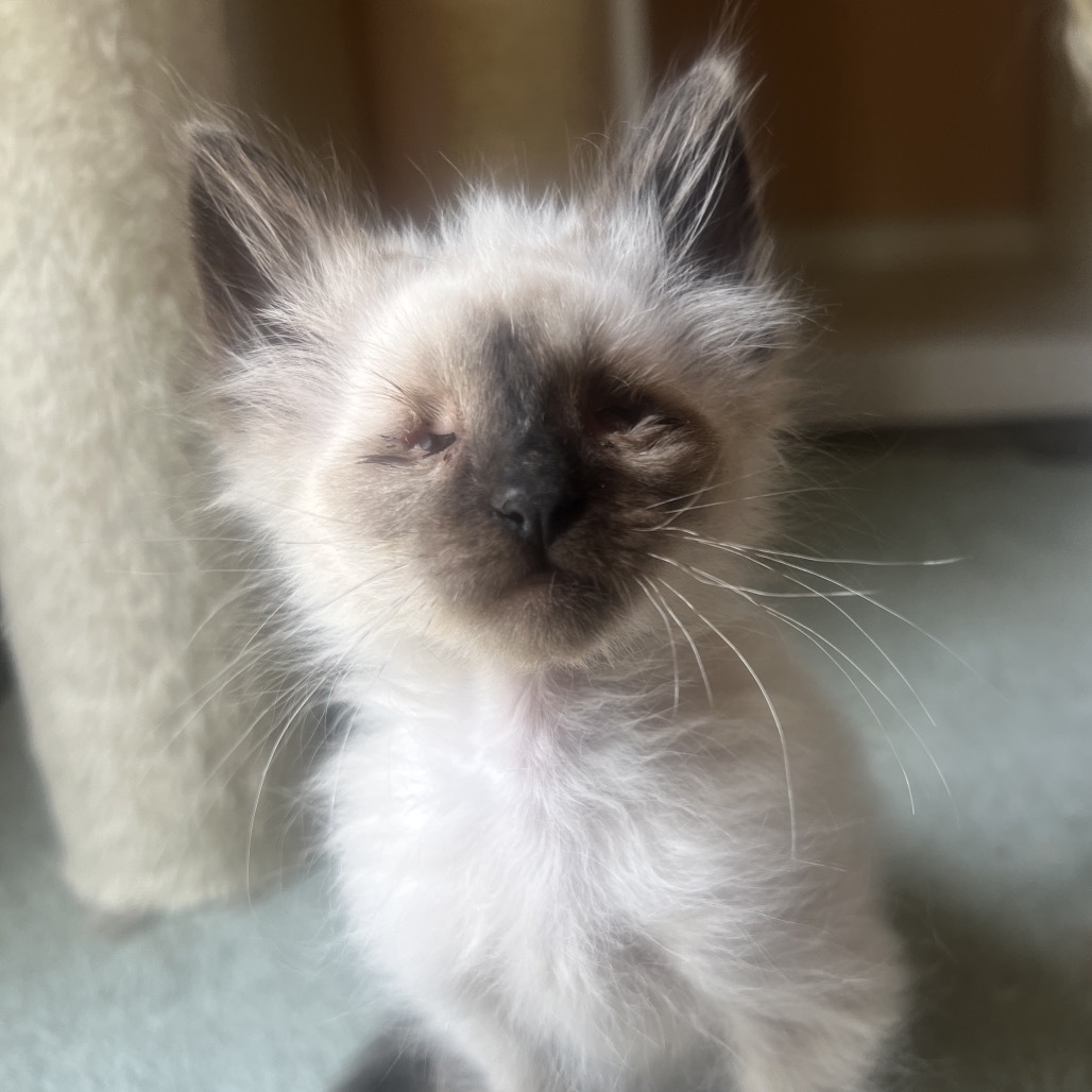 Caspian