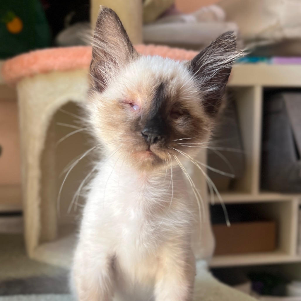 Caspian