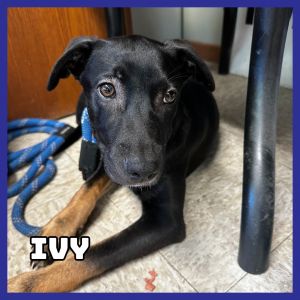 Ivy, Young Female Mixed Breed