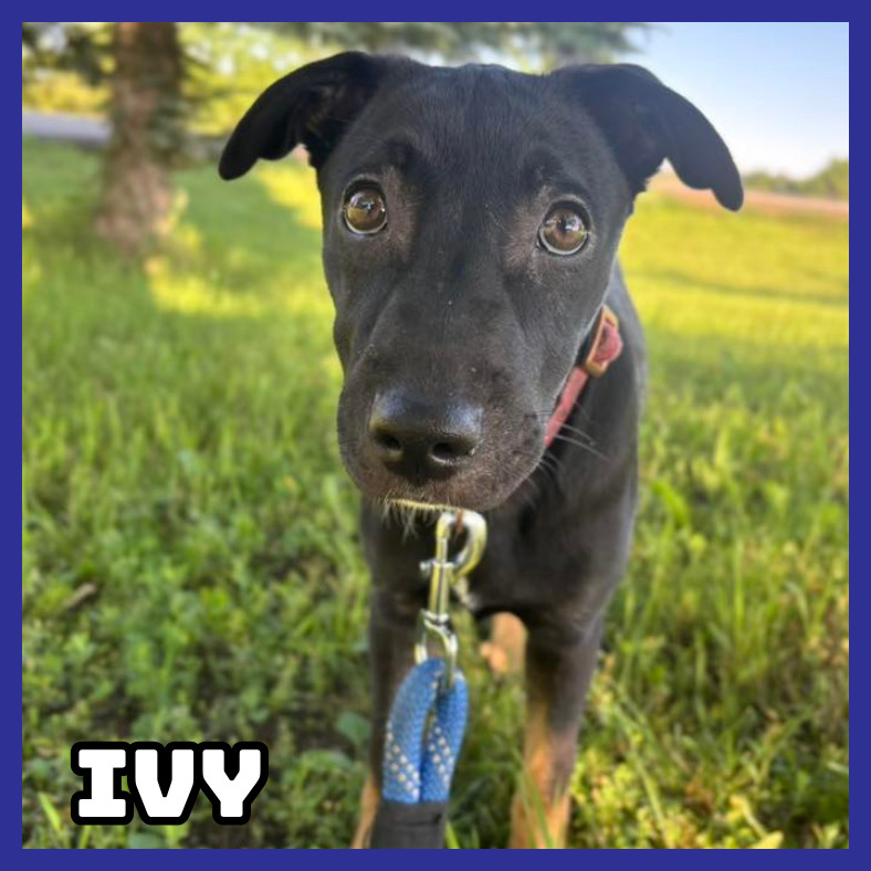 Ivy, an adoptable Mixed Breed in Glenwood, MN, 56334 | Photo Image 1