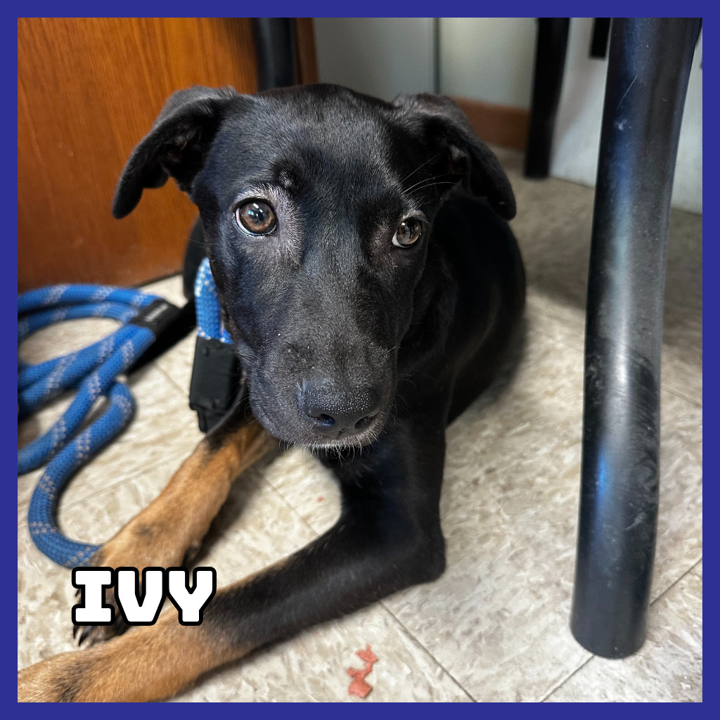 Ivy, an adoptable Mixed Breed in Glenwood, MN, 56334 | Photo Image 3