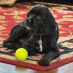 Cash English Cocker Spaniel Dog