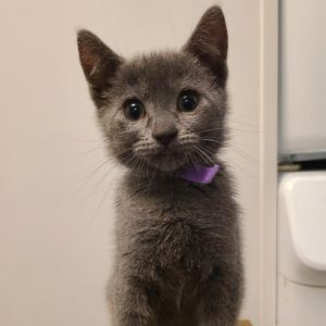 euro, Baby Male Domestic Short Hair