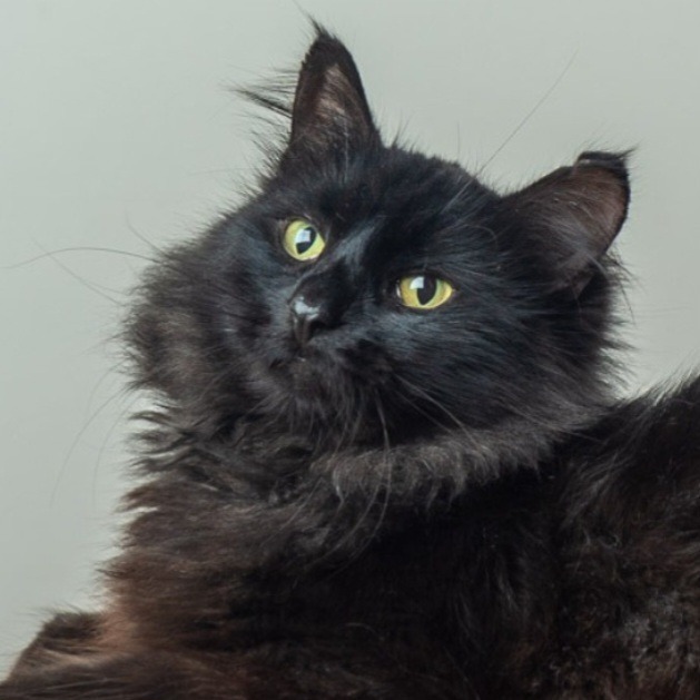 Munchie, an adoptable Domestic Long Hair, Munchkin in Saint Paul, MN, 55105 | Photo Image 1