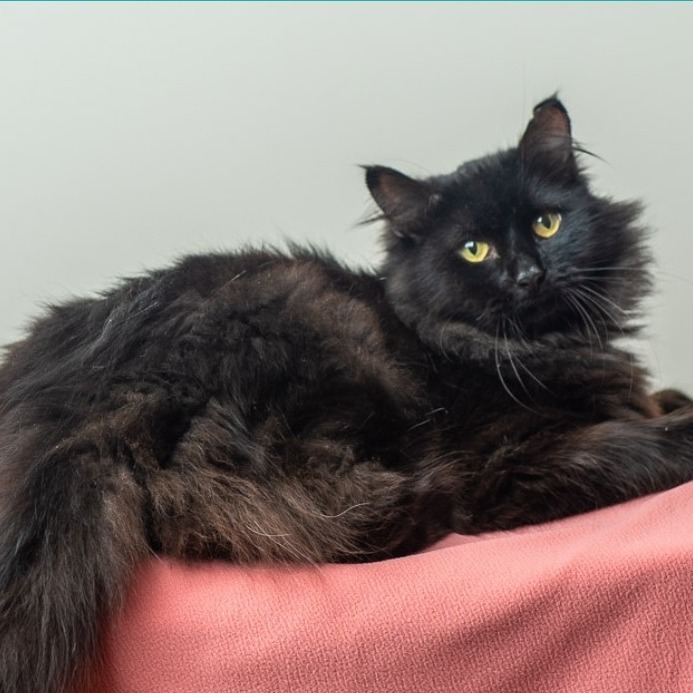 Munchie, an adoptable Domestic Long Hair, Munchkin in Saint Paul, MN, 55105 | Photo Image 2