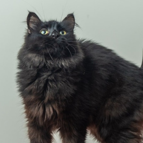 Munchie, an adoptable Domestic Long Hair, Munchkin in Saint Paul, MN, 55105 | Photo Image 3