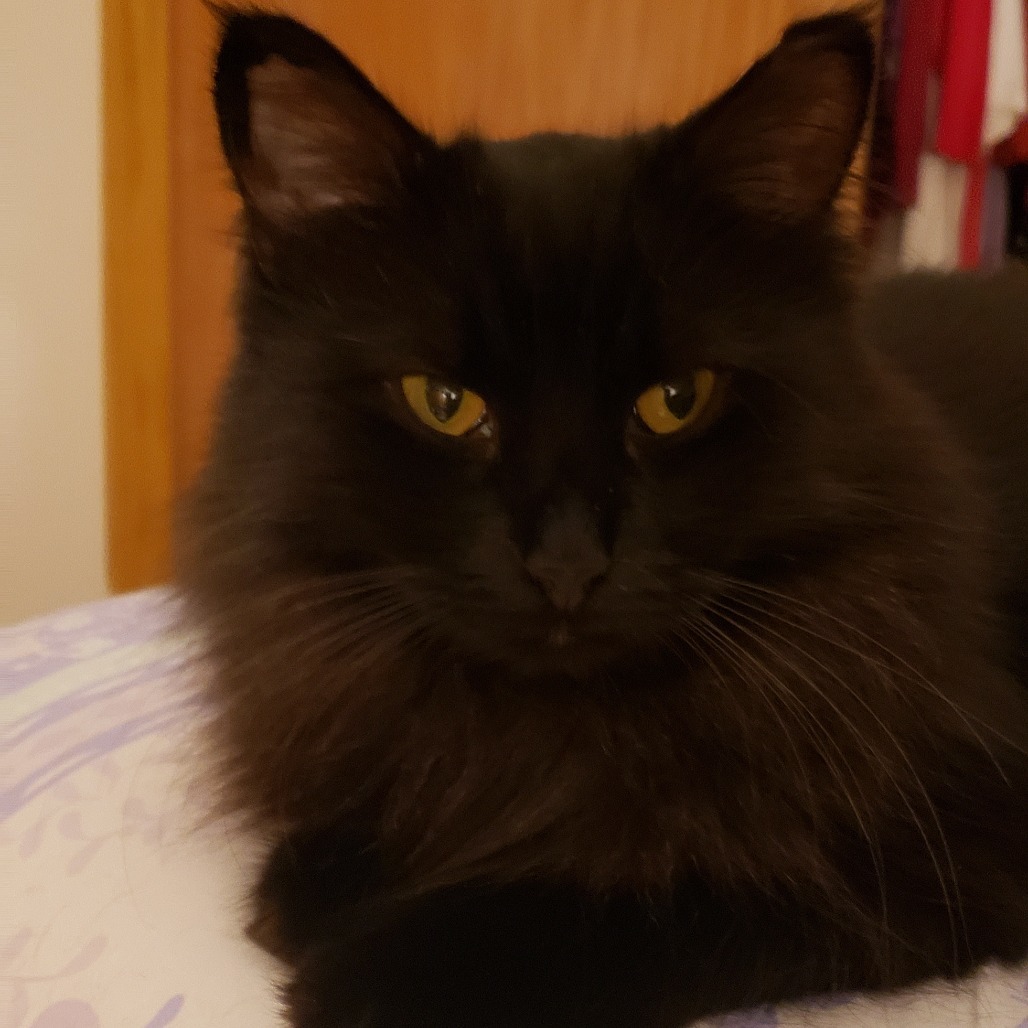 Munchie, an adoptable Domestic Long Hair, Munchkin in Saint Paul, MN, 55105 | Photo Image 4