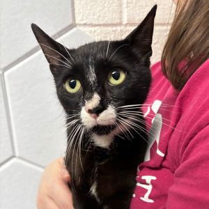 Emily, Young Female Domestic Short Hair
