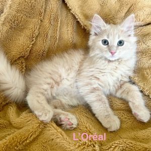 L&#39;Oreal LaGiglia, Baby Female Domestic Long Hair