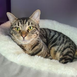 Toby Houston, Young Male Domestic Short Hair
