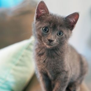 Lewes, Baby Male Domestic Short Hair