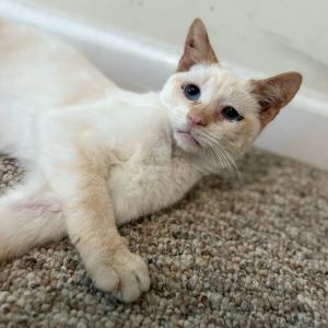 Candy Corn, Young Female Domestic Short Hair
