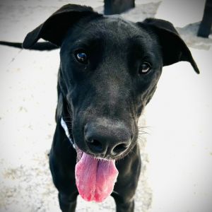 Jordan, Young Male Mixed Breed