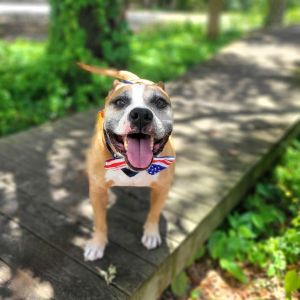 Finley, Senior Male Mixed Breed