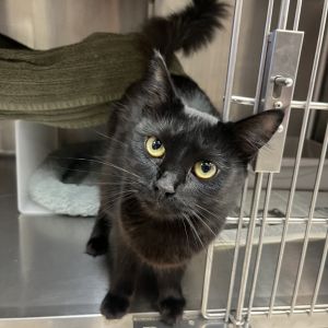Noir Domestic Long Hair Cat