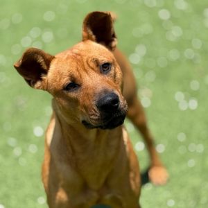 Bonito, Young Male Mixed Breed