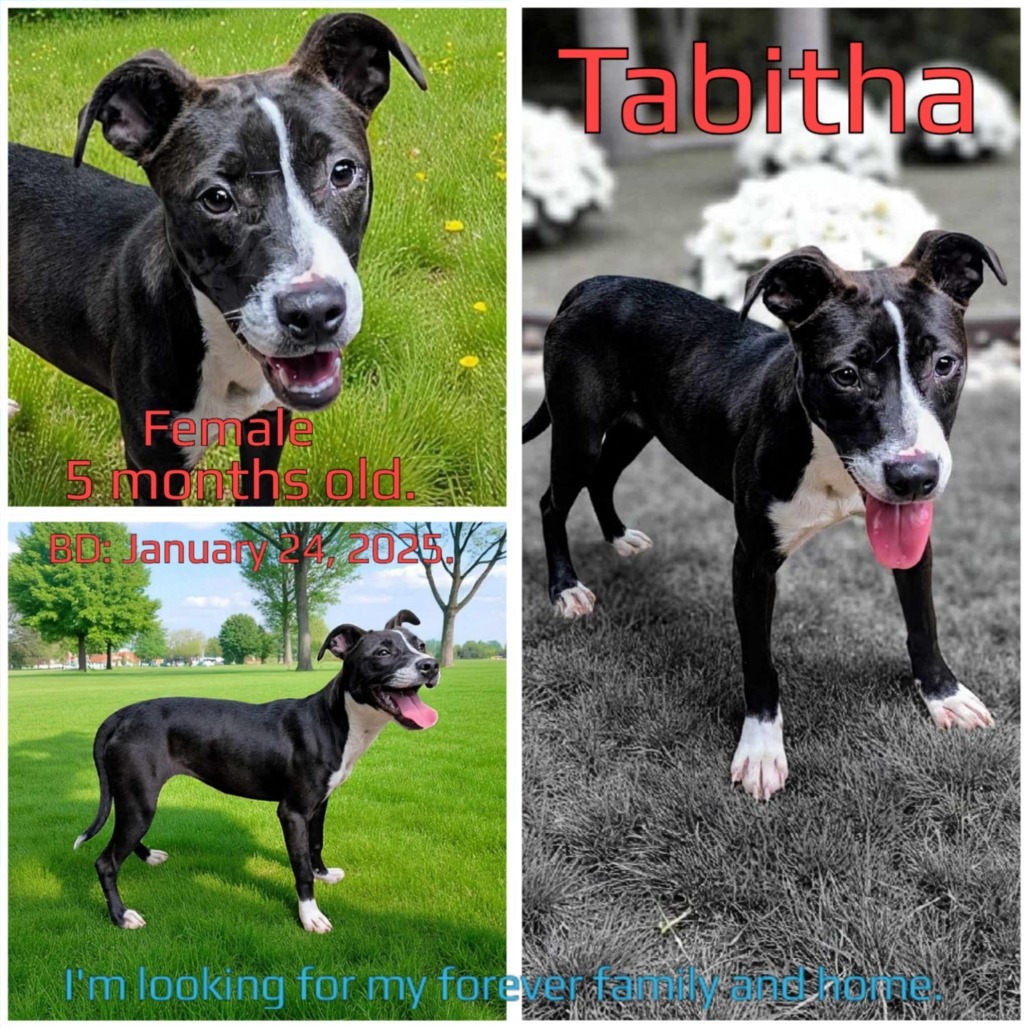 Tabitha