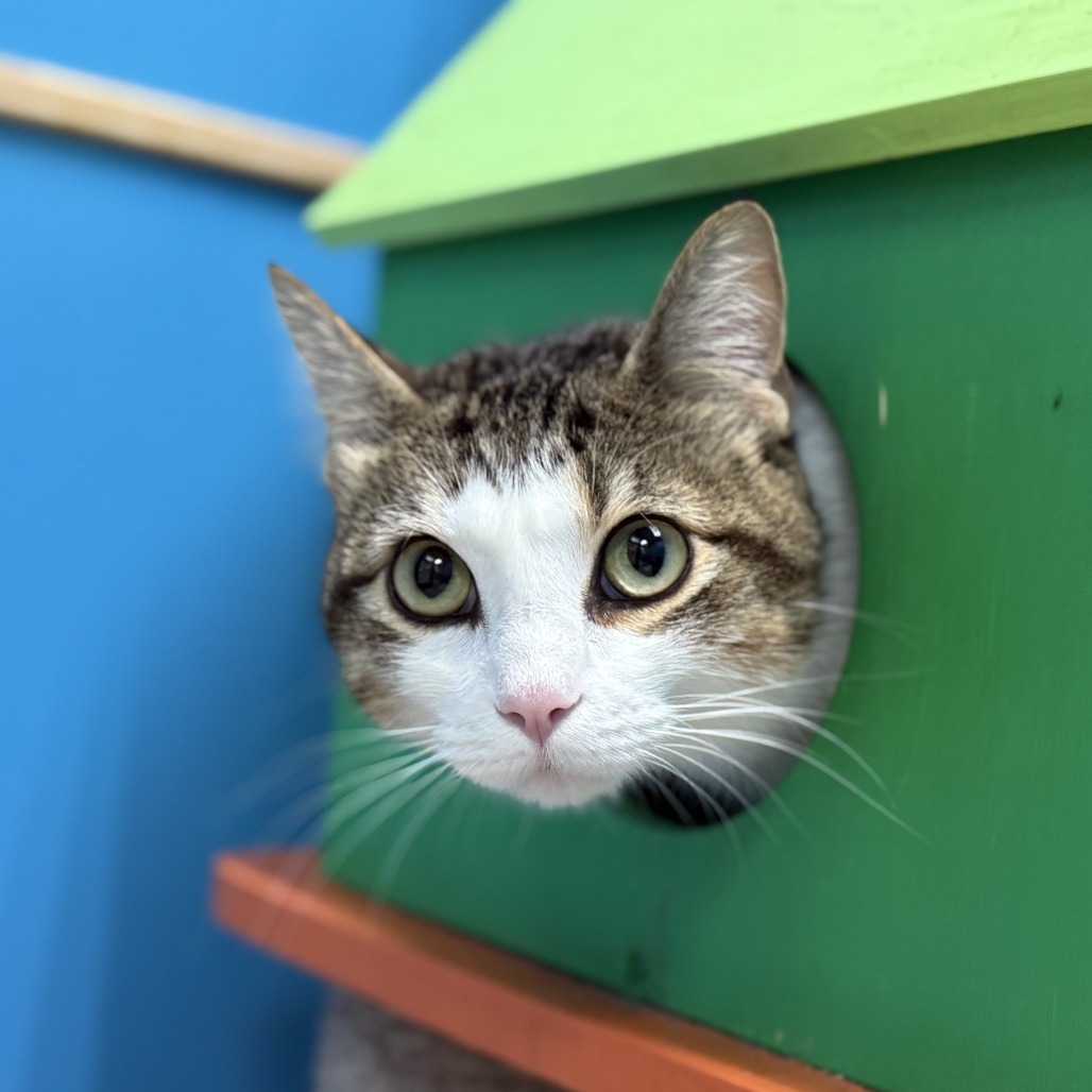 Sabrina, an adoptable Domestic Short Hair in Cheyenne, WY, 82007 | Photo Image 1