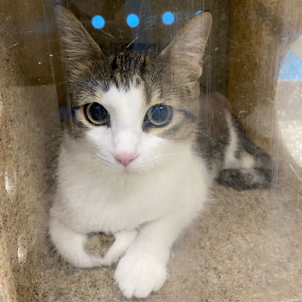 Sabrina, an adoptable Domestic Short Hair in Cheyenne, WY, 82007 | Photo Image 2