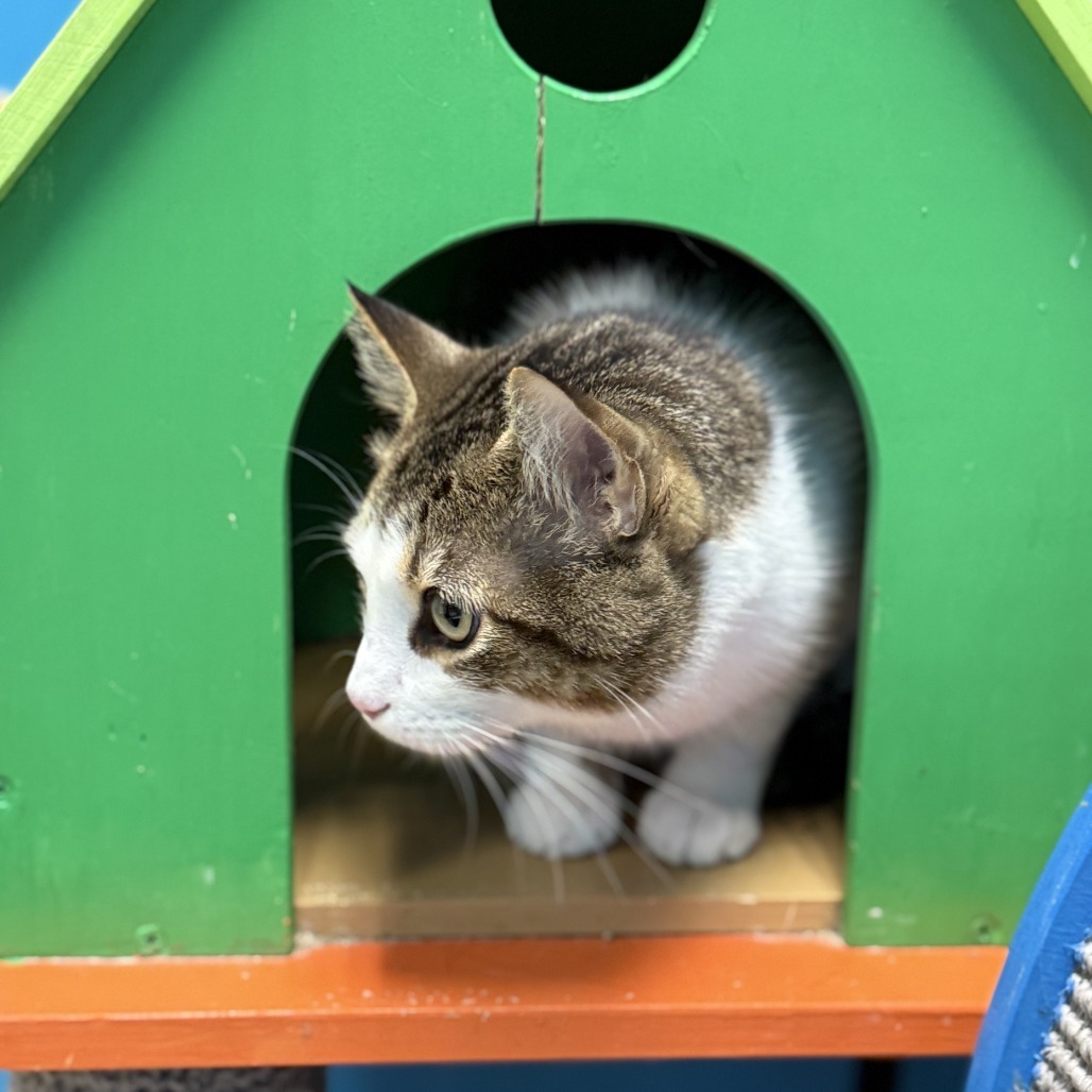 Sabrina, an adoptable Domestic Short Hair in Cheyenne, WY, 82007 | Photo Image 3
