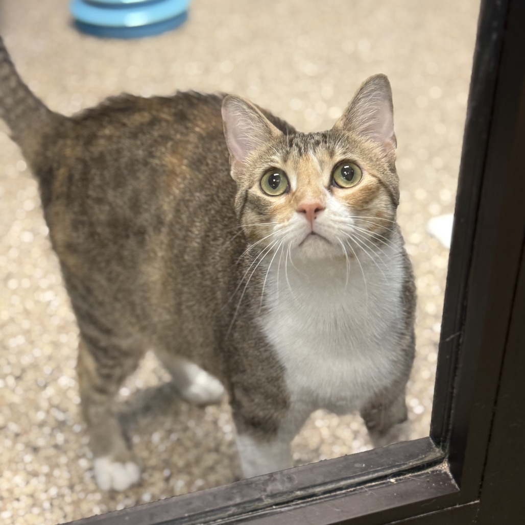 Angela, an adoptable Domestic Short Hair in Cheyenne, WY, 82007 | Photo Image 1