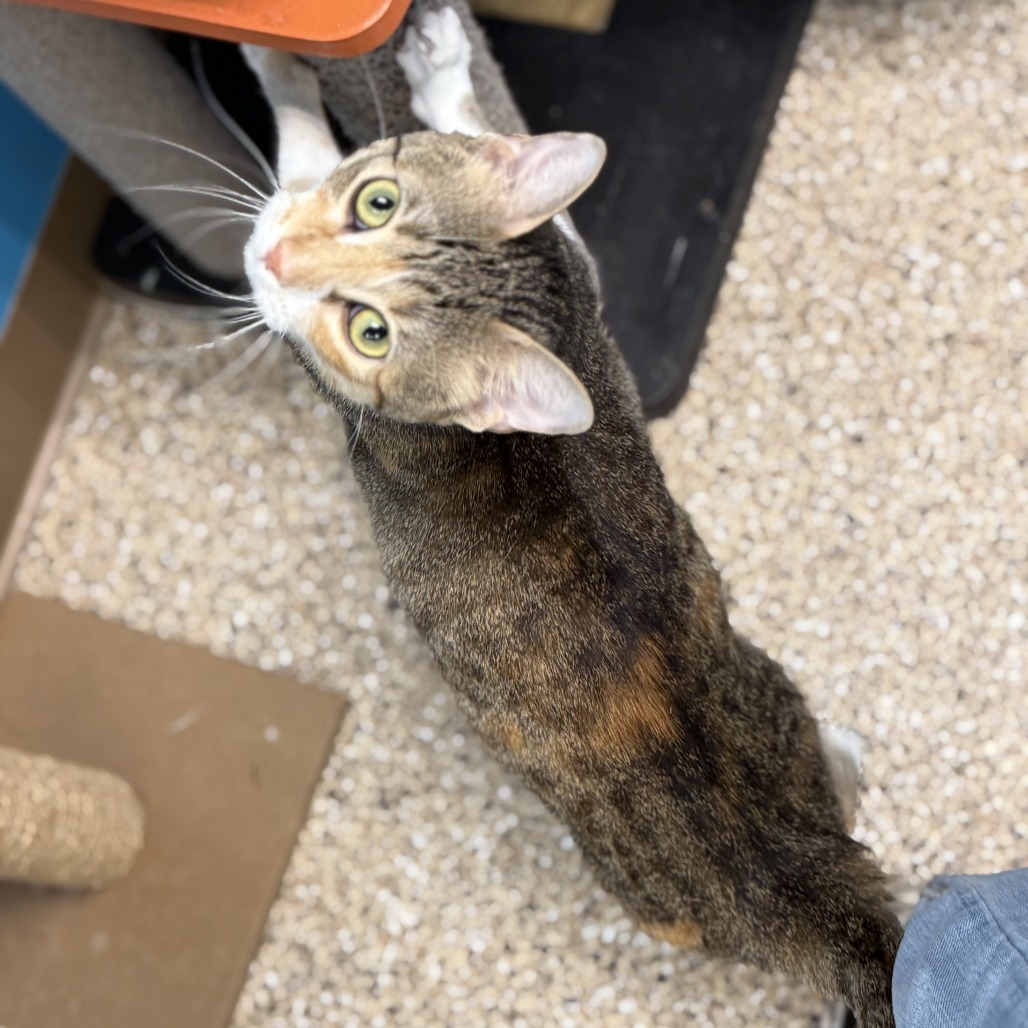 Angela, an adoptable Domestic Short Hair in Cheyenne, WY, 82007 | Photo Image 2